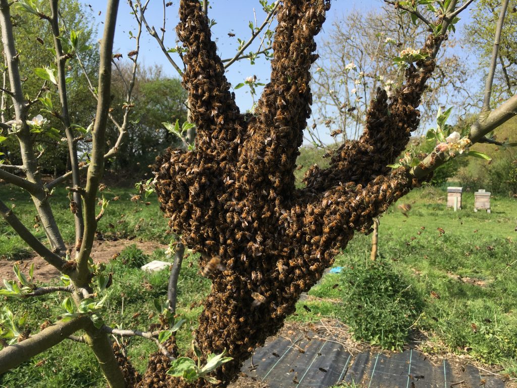 Swarm in an apple tree to illustrate a bee swarm removal.