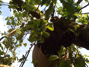 Catching a swarm in a tree in a basket.