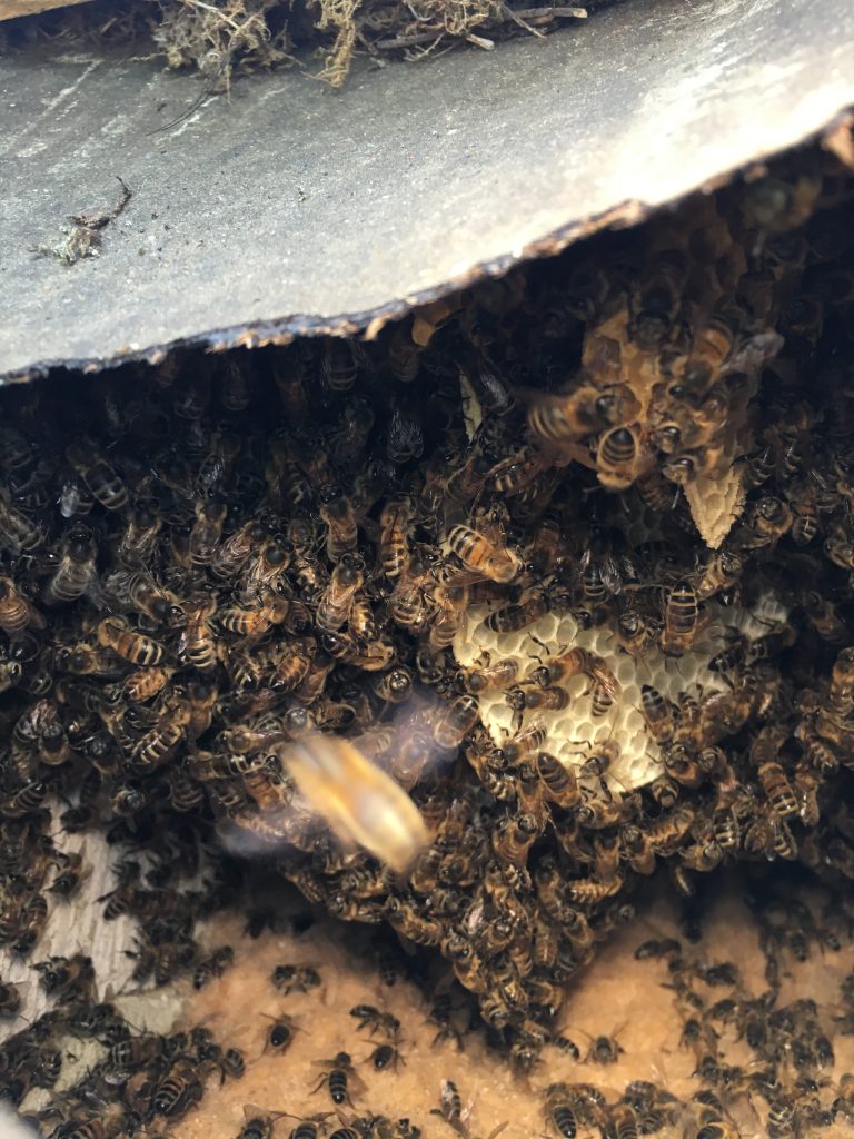 Bees in a building.