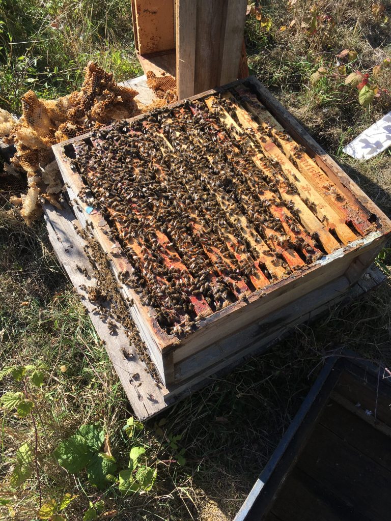 Bees on frames from a bee vacuum removal.